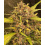Blueberry Cough Cannabis Seeds Feminized 