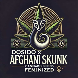 Dosido x Afghani Skunk Cannabis Seeds Feminized