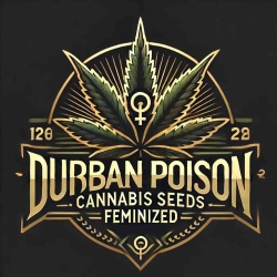 Durban Poison Cannabis Seeds Feminized