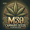M39 Cannabis Seeds Feminized