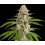 Quebec Gold Express Cannabis Seeds Feminized