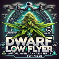 Dwarf Low Flyer Autoflower Cannabis Seeds Feminized