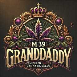 M 39 Granddaddy Feminized Cannabis Seeds