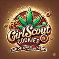 Girl Scout Cookies Autoflower Cannabis Seeds Feminized