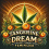 Tangerine Dream Autoflower Cannabis Seeds Feminized