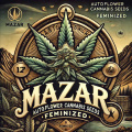 Mazar Autoflower Cannabis Seeds Feminized