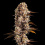 Star Killer Cannabis Seeds Feminized 