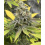 Planet Of The Grapes Cannabis Seeds Feminized 