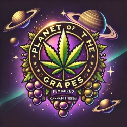 Planet Of The Grapes Cannabis Seeds Feminized 