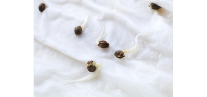 The Ultimate Guide to Germinating Your Cannabis Seeds