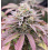 Strawberry Cannabis Seeds Feminized