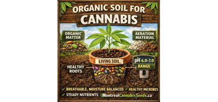 Organic Soil for Cannabis: Best Living Soil Basics, pH, and Ingredients