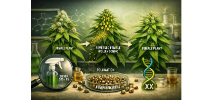Seed Feminization: How Feminized Cannabis Seeds Are Made