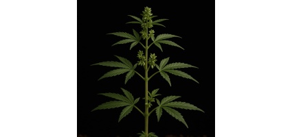 Do Male or Female Cannabis Plants Have Seeds