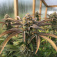 Strain Reviews