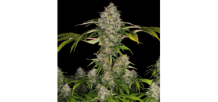 Black Gold Strain Grow Guide (Photoperiod): Flowering Time, Yield & Tips