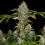 Black Gold Cannabis Seeds Feminized