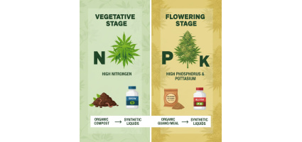 What Is the Best Fertilizer for Cannabis Plants?