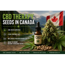 CBD Therapy Seeds Canada | CBD Cannabis Seeds & CBD-Rich Strains