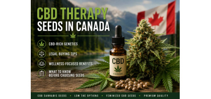 CBD Therapy Seeds Canada | CBD Cannabis Seeds & CBD-Rich Strains