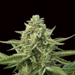 Grape & Cream Cannabis Seeds Feminized