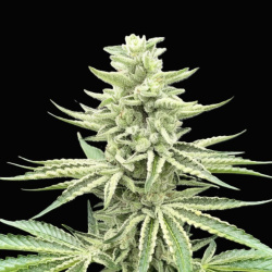 QC Afghanistan Kush Cannabis Seeds Feminized