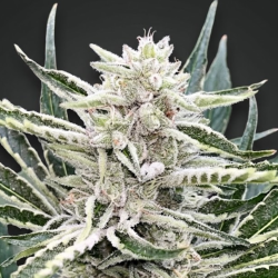 QC Amnesia Gas Cannabis Seeds Feminized