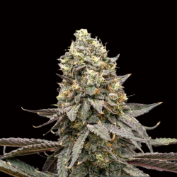 QC Purple Thai Feminized Cannabis Seeds