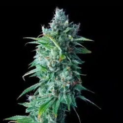 24K Cannabis Seeds Feminized