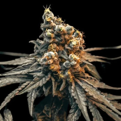24K Gold Autoflower Cannabis Seeds Feminized