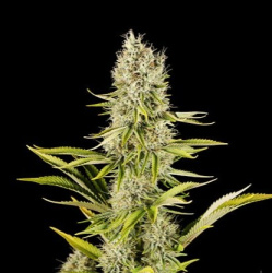 Amnesia Kush Cannabis Seeds Feminized