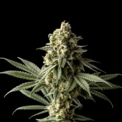 Badazz Cheese Cannabis Seeds Feminized 