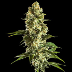 Banana Kush Cannabis Seeds Feminized