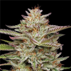 Banana OG Cannabis Seeds Feminized