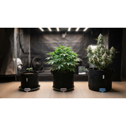 Can You Clone an Autoflower? The Honest Answer for Growers