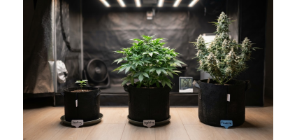 Can You Clone an Autoflower? The Honest Answer for Growers
