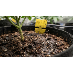 Fungus Gnats in Cannabis: How to Identify, Prevent & Get Rid of Them