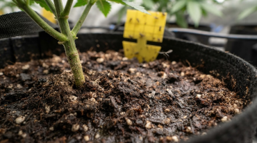 Fungus Gnats in Cannabis: Identify, Prevent & Eliminate