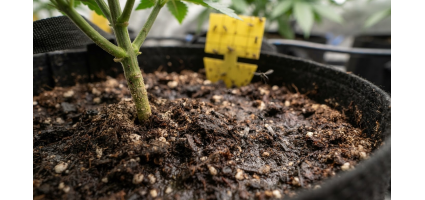 Fungus Gnats in Cannabis: How to Identify, Prevent & Get Rid of Them