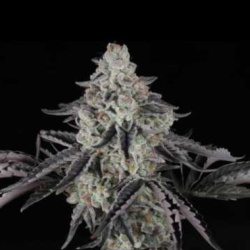 Mandarin Jack Herer Autoflower Cannabis Seeds Feminized