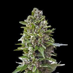 Mandarin Light Autoflower Cannabis Seeds Feminized