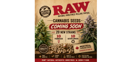 RAW Cannabis Seeds Canada: 20 New Strains Coming to Montreal Cannabis Seeds
