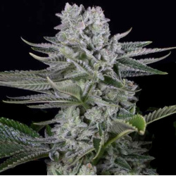 White Gorilla Cannabis Seeds Feminized