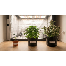Why You Should Grow Autoflowers: 7 Reasons They're the Best Choice for Most