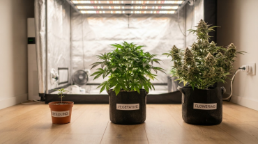 Why Grow Autoflowers: 7 Reasons They're the Best Choice