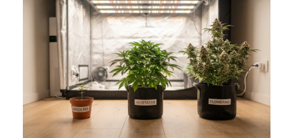 Why You Should Grow Autoflowers: 7 Reasons They're the Best Choice for Most