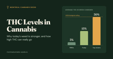 Taux de THC : pourquoi le cannabis est plus fort