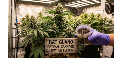 Bat Guano: Optimal Cannabis Cultivation Fertilizer
