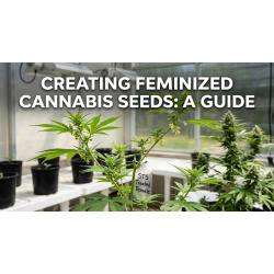 Creating Feminized Cannabis Seeds: A Guide