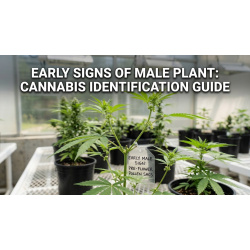 Early Signs of Male Plant: Cannabis Identification Guide